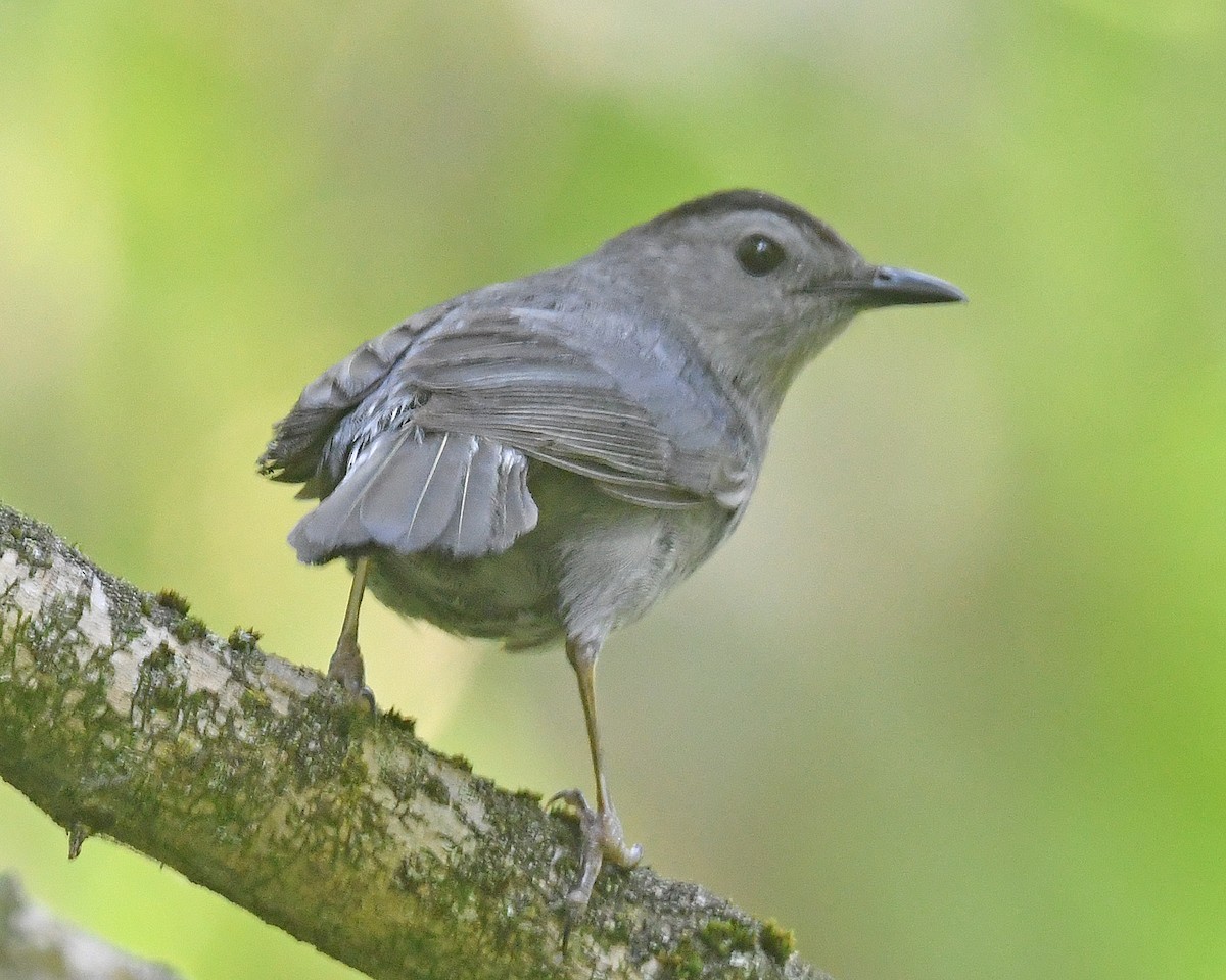 Gray Catbird - ML620455424