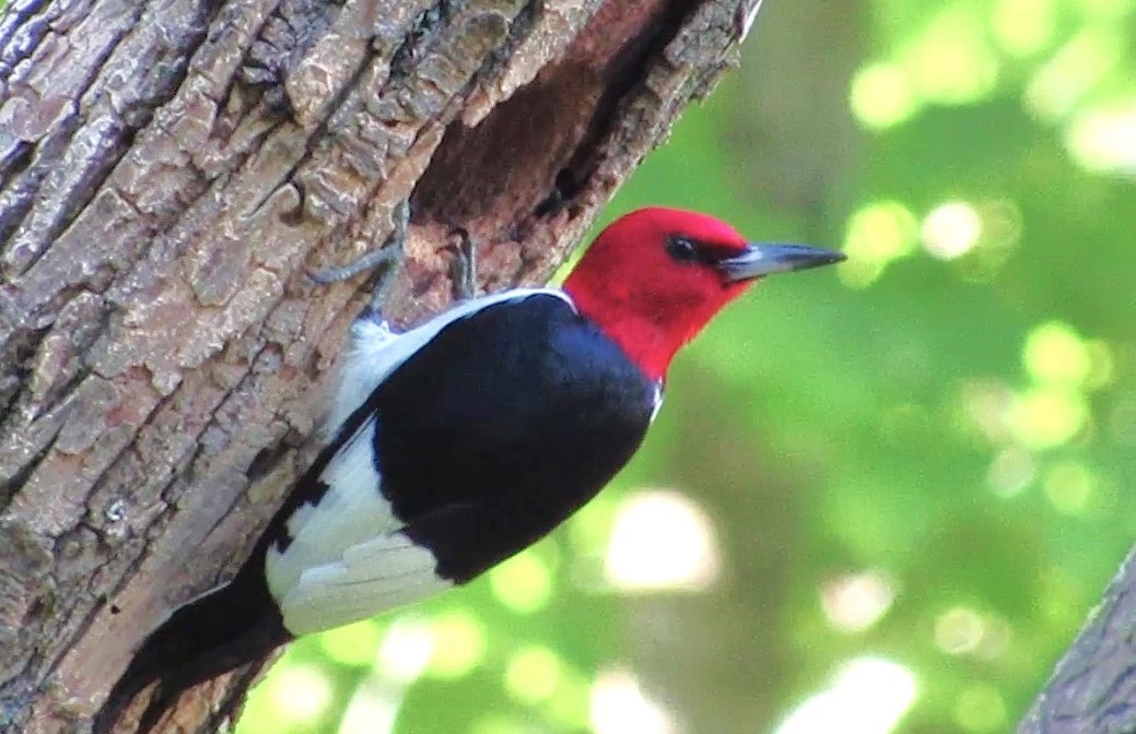 Pic à tête rouge - ML620455426