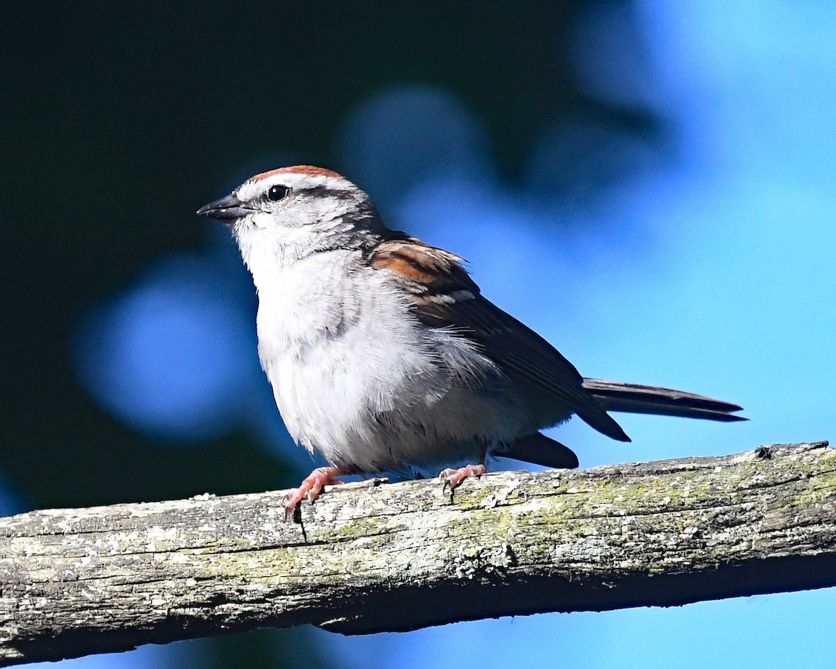 Chipping Sparrow - ML620455433