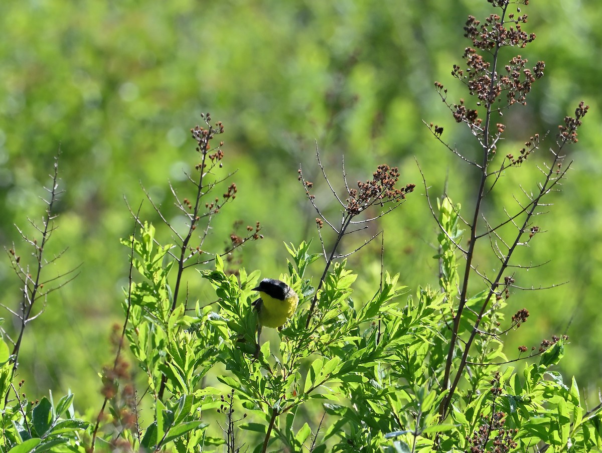 Weidengelbkehlchen - ML620455436