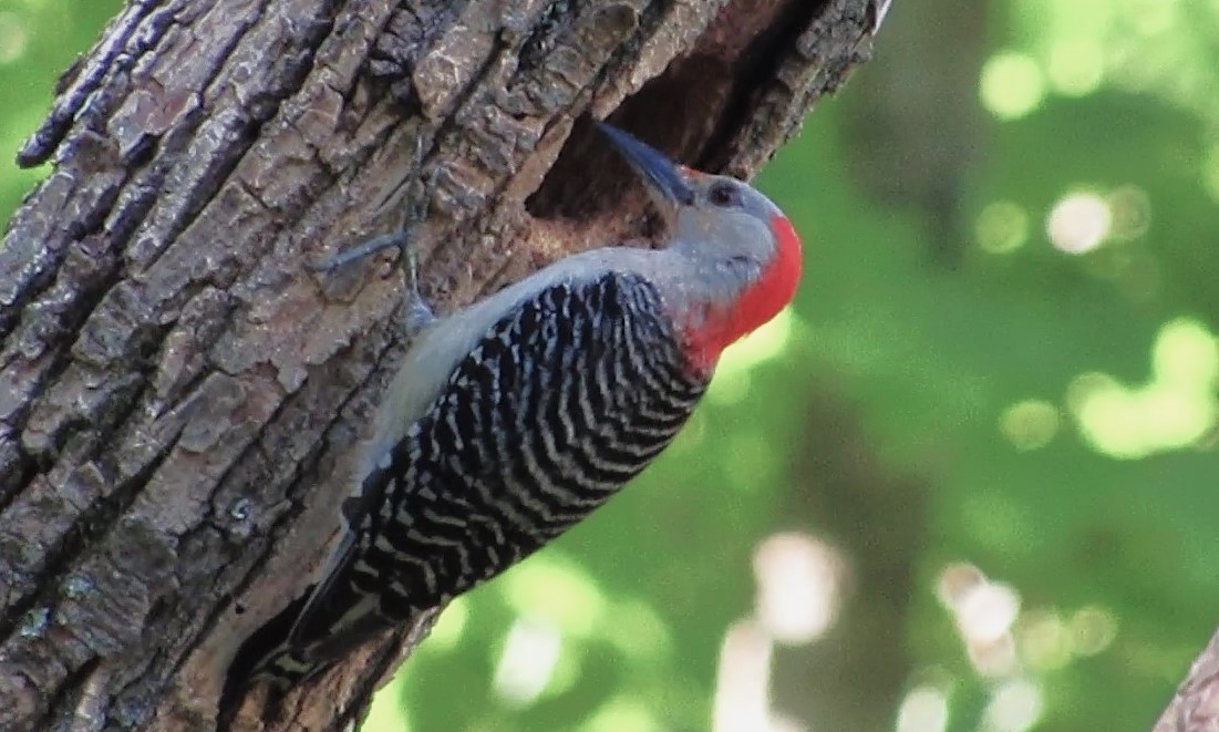 Red-bellied Woodpecker - ML620455438