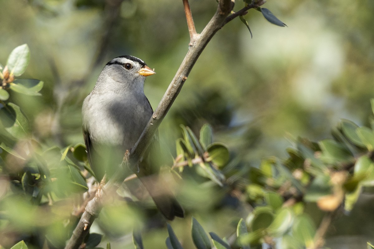 White-crowned Sparrow (Gambel's) - ML620455443