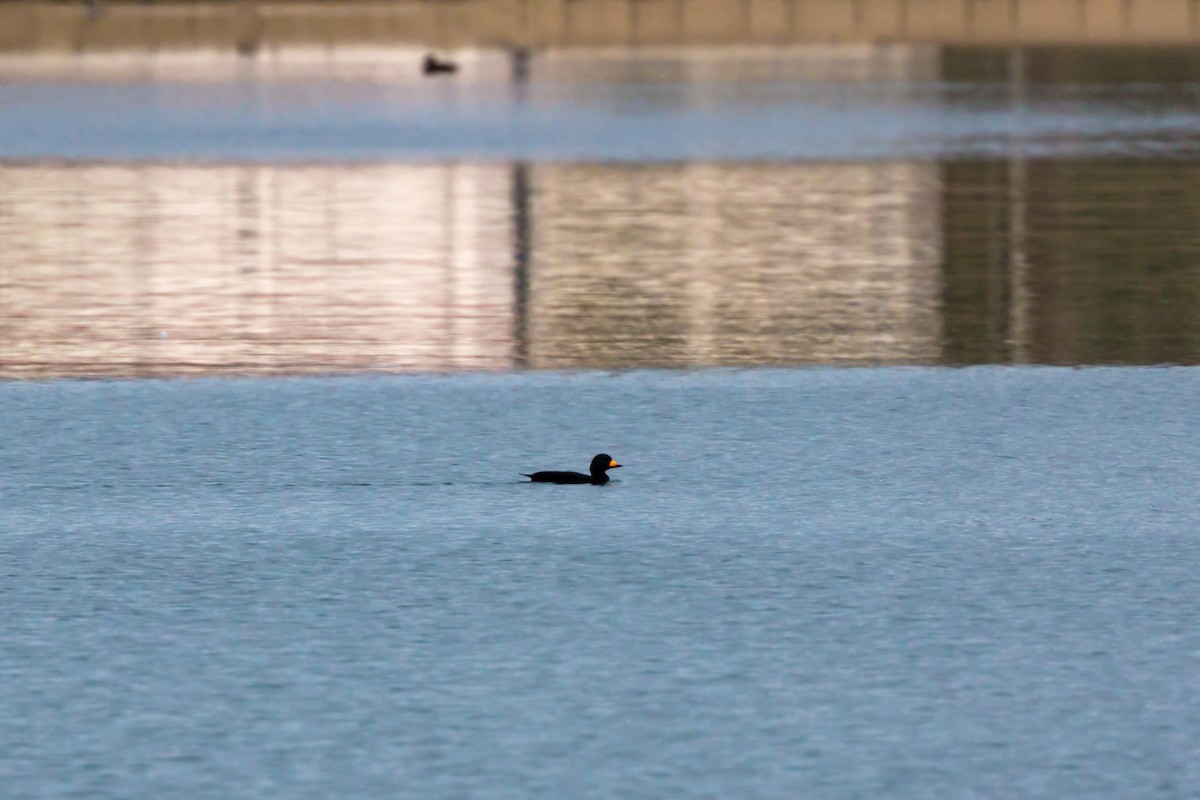 Black Scoter - ML620455444