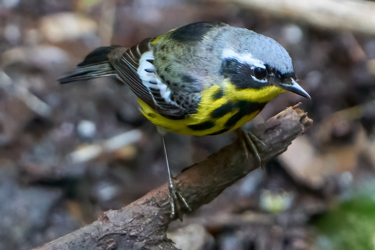 Magnolia Warbler - ML620455452