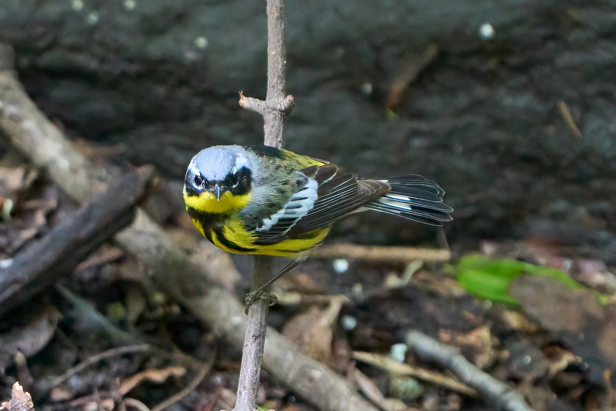 Magnolia Warbler - ML620455453