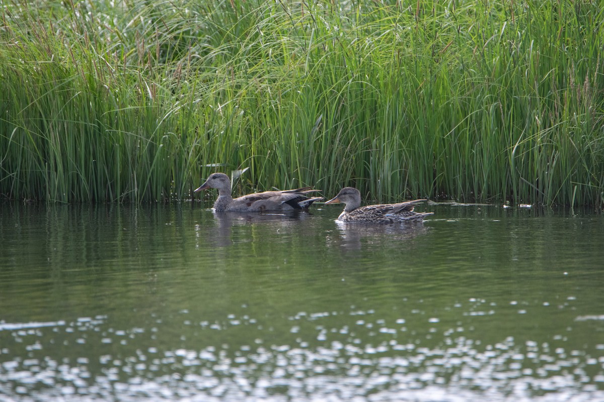 Gadwall - Nika Budagashvili