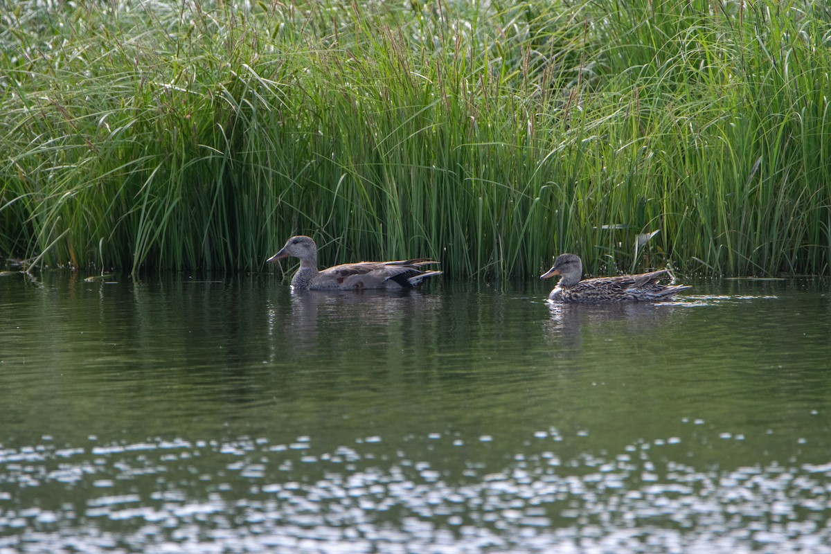 Gadwall - ML620455458