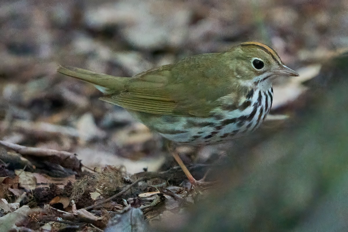 Ovenbird - ML620455462