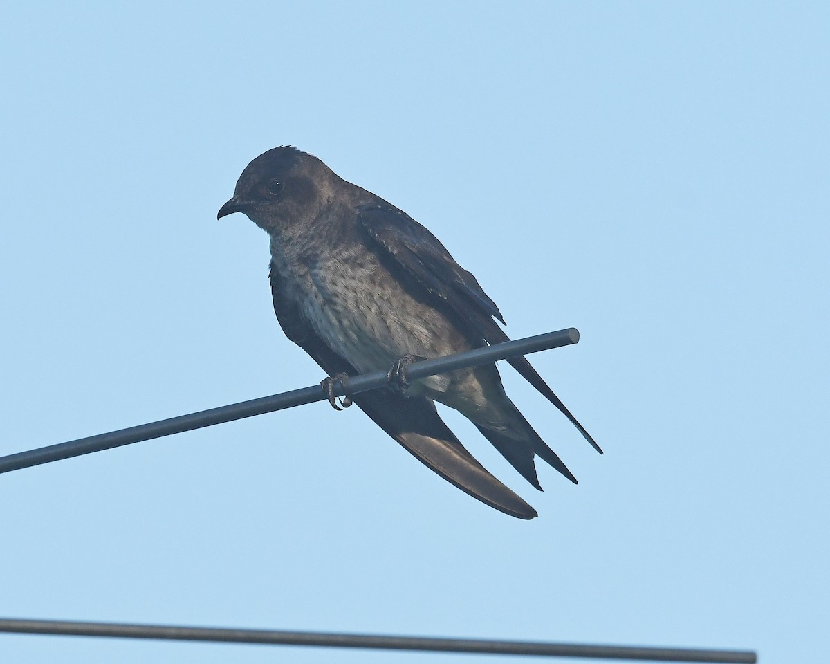 Purple Martin - ML620455463