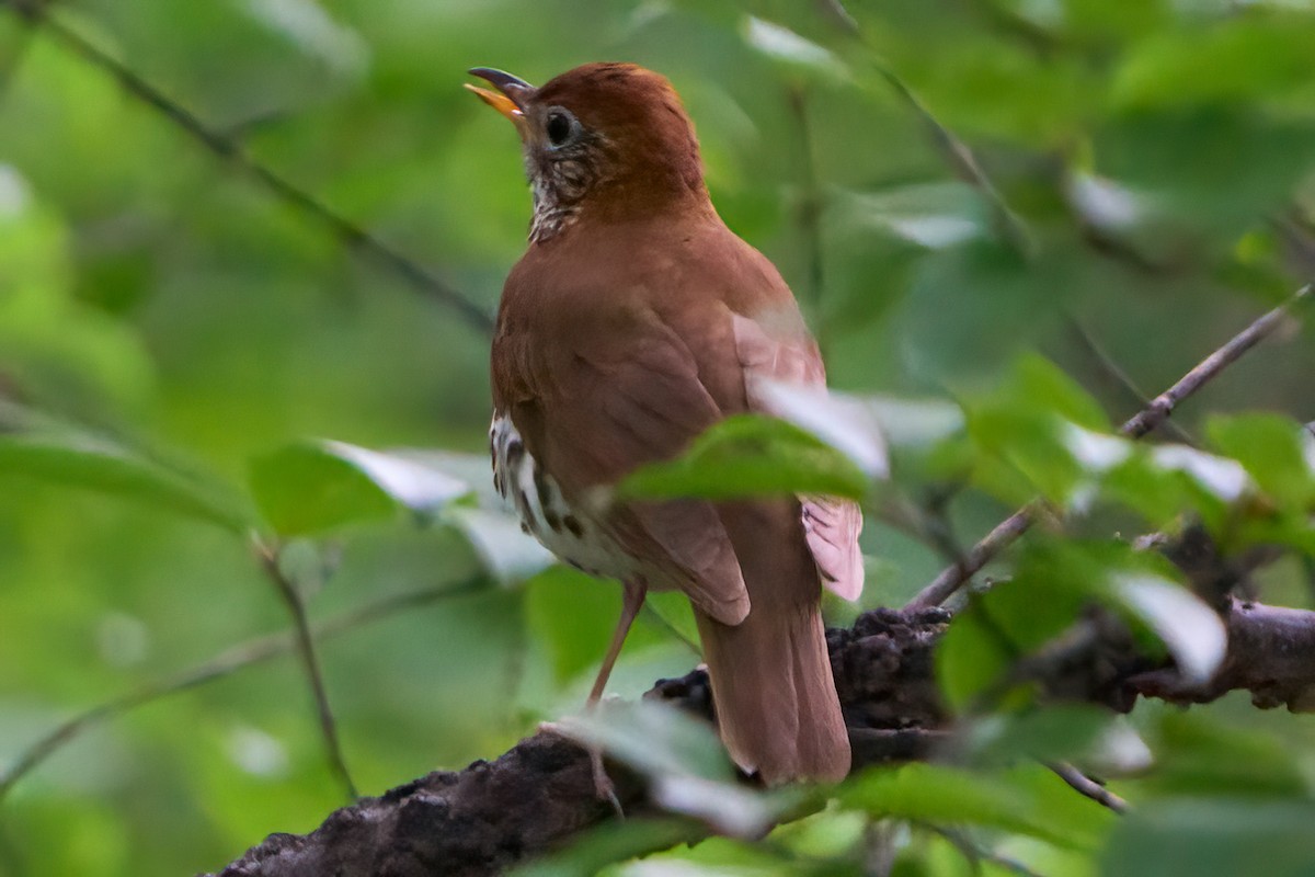 Wood Thrush - ML620455477