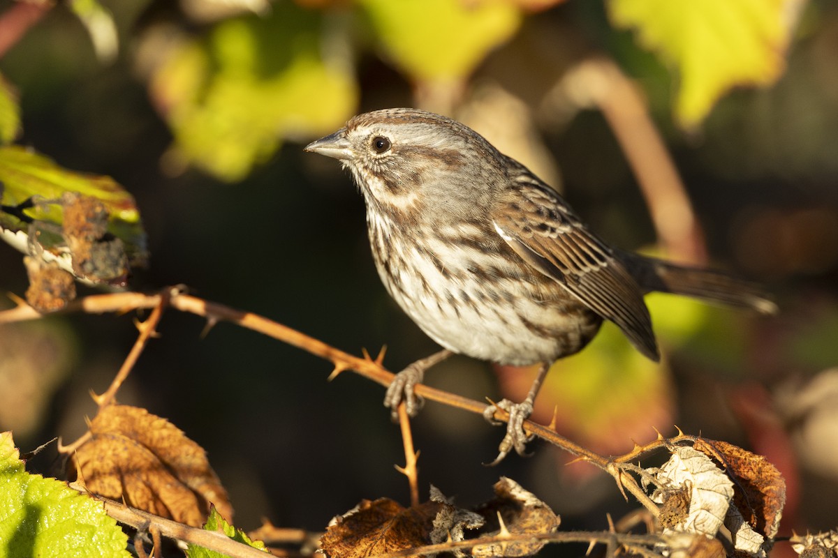 Song Sparrow (heermanni Group) - ML620455479