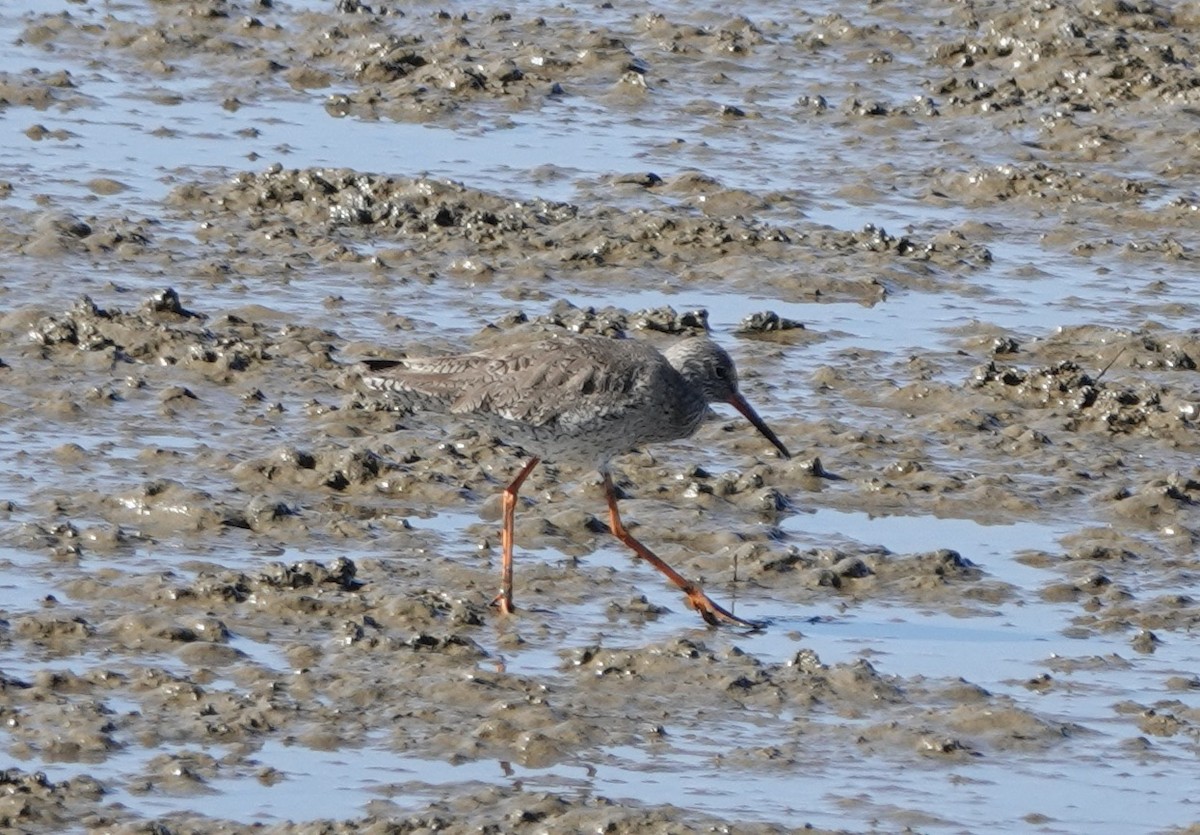 Common Redshank - ML620455491