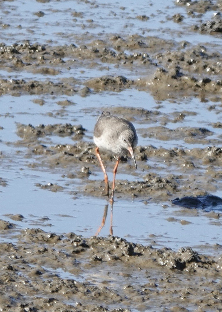 Common Redshank - ML620455492