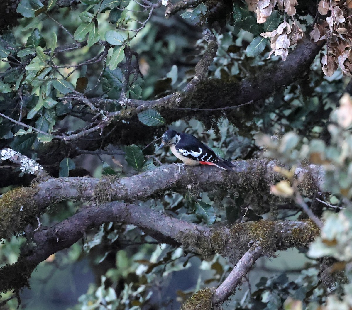 Himalayan Woodpecker - ML620455495