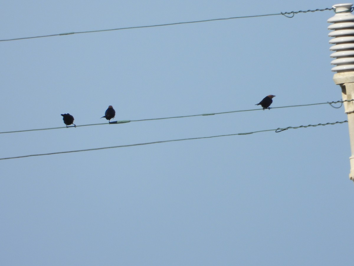 Brown-headed Cowbird - ML620455504