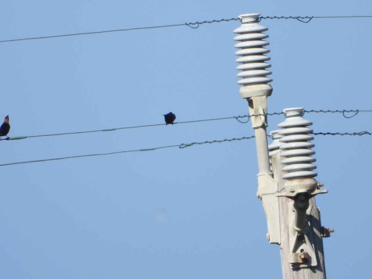 Brown-headed Cowbird - ML620455505