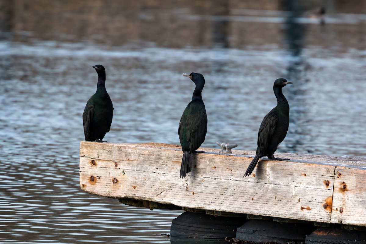 Cormorán Pelágico - ML620455512