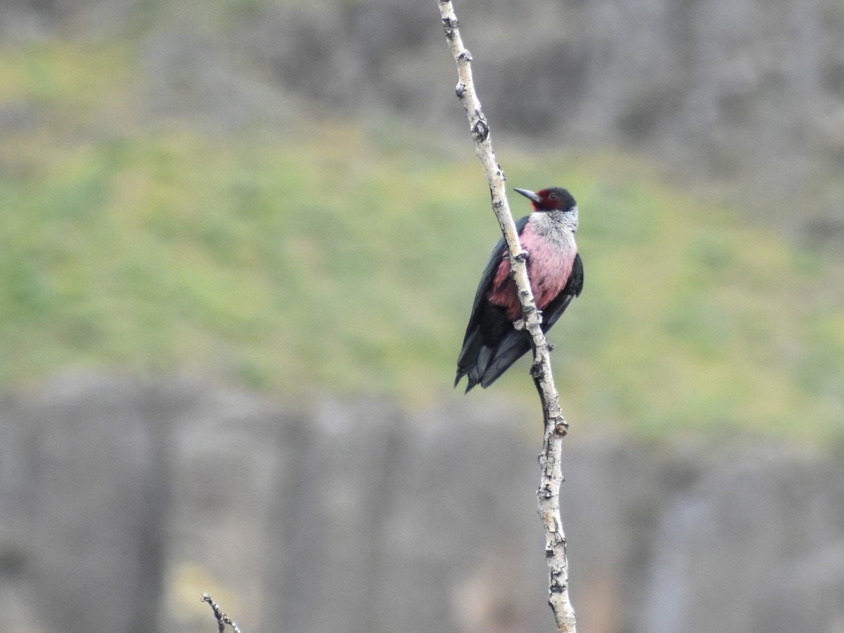 Lewis's Woodpecker - ML620455513