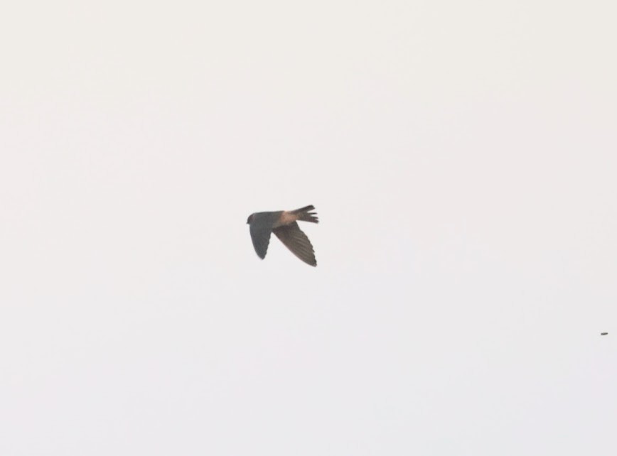 Cave Swallow - ML620455517