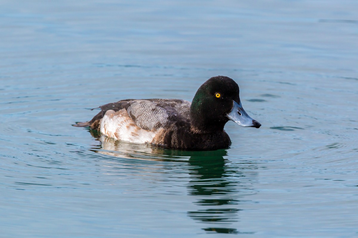 Greater Scaup - ML620455519