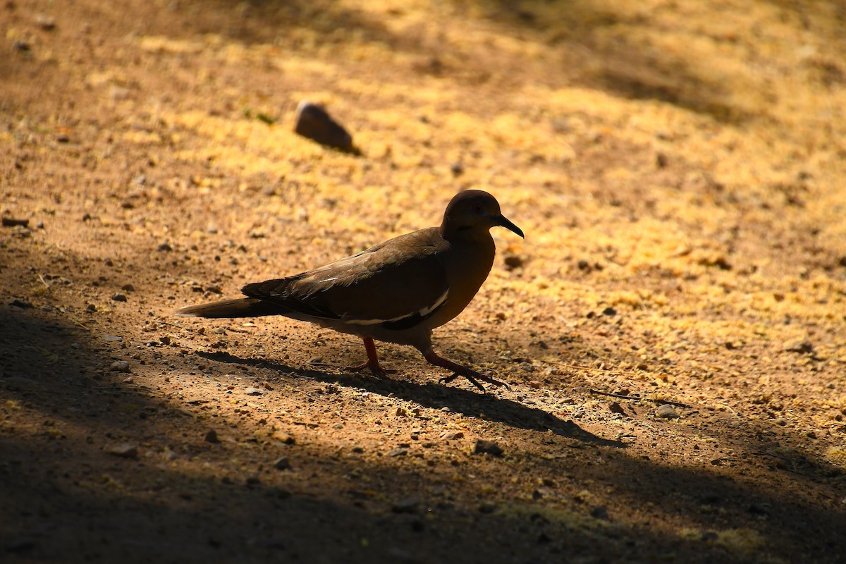 White-winged Dove - ML620455520