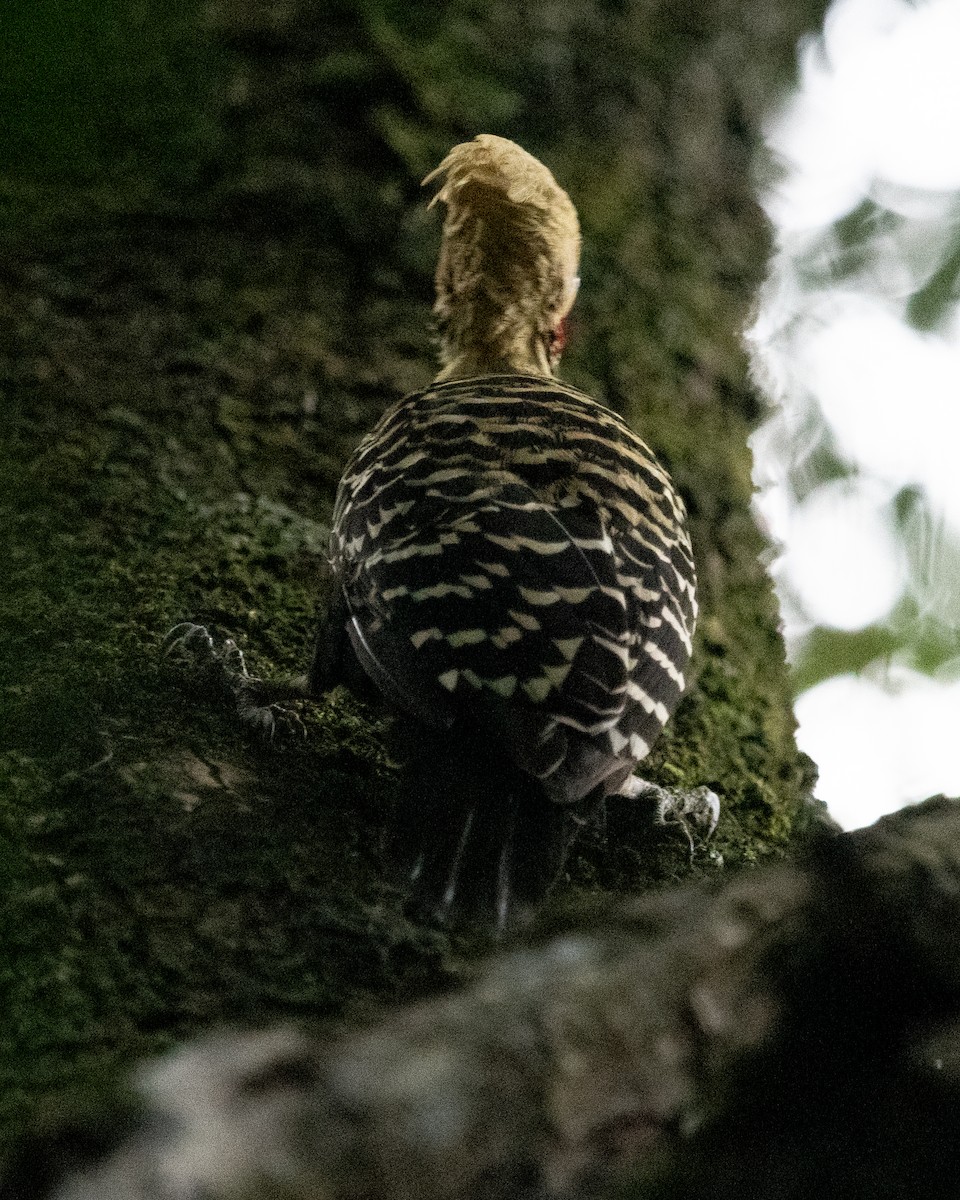 Blond-crested Woodpecker - ML620455522