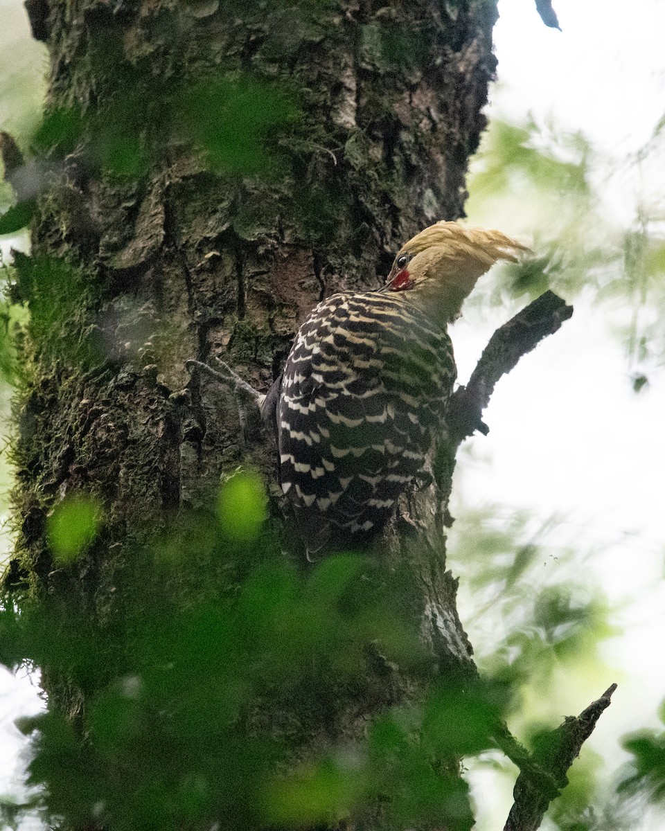 Blond-crested Woodpecker - Gabe LaCount