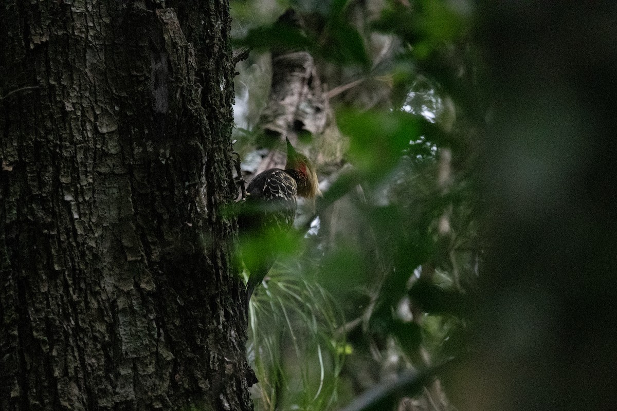 Blond-crested Woodpecker - ML620455530