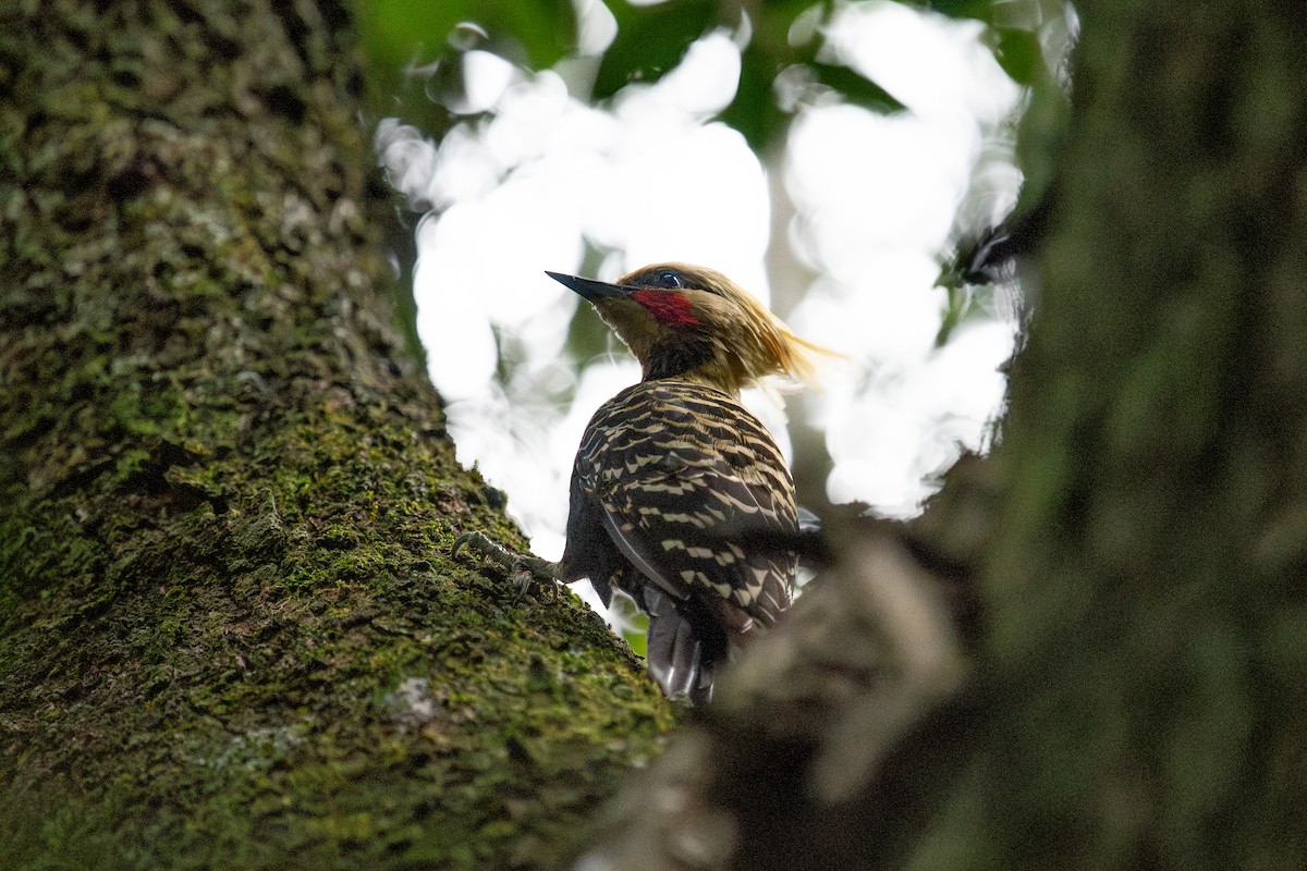 Blond-crested Woodpecker - ML620455532