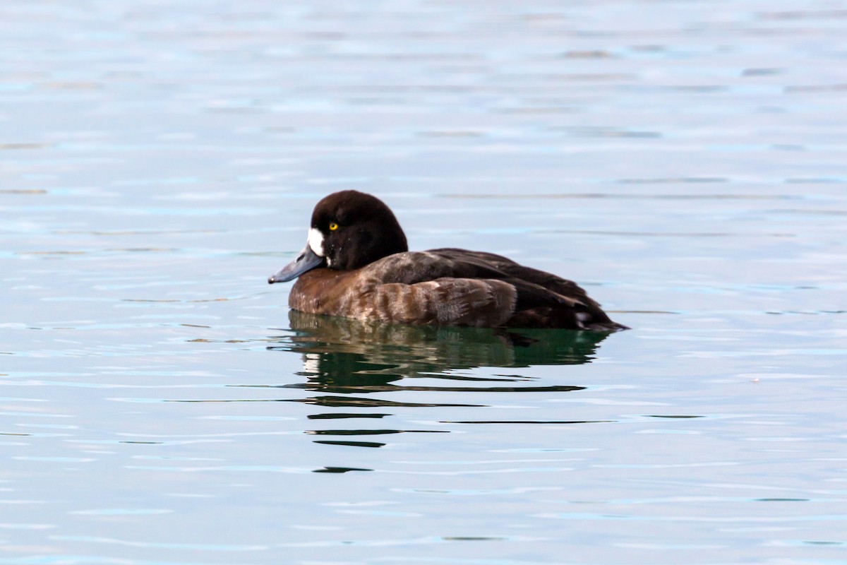 Greater Scaup - ML620455536