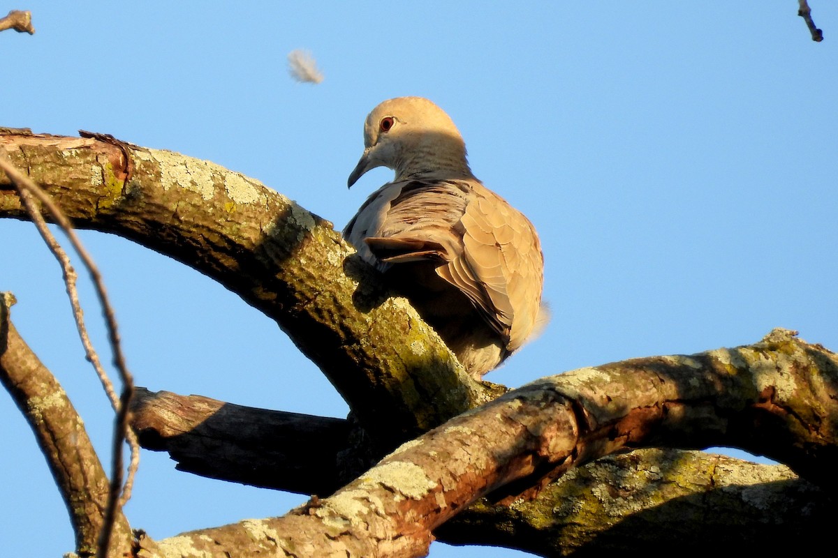 Eurasian Collared-Dove - Nancy Buis