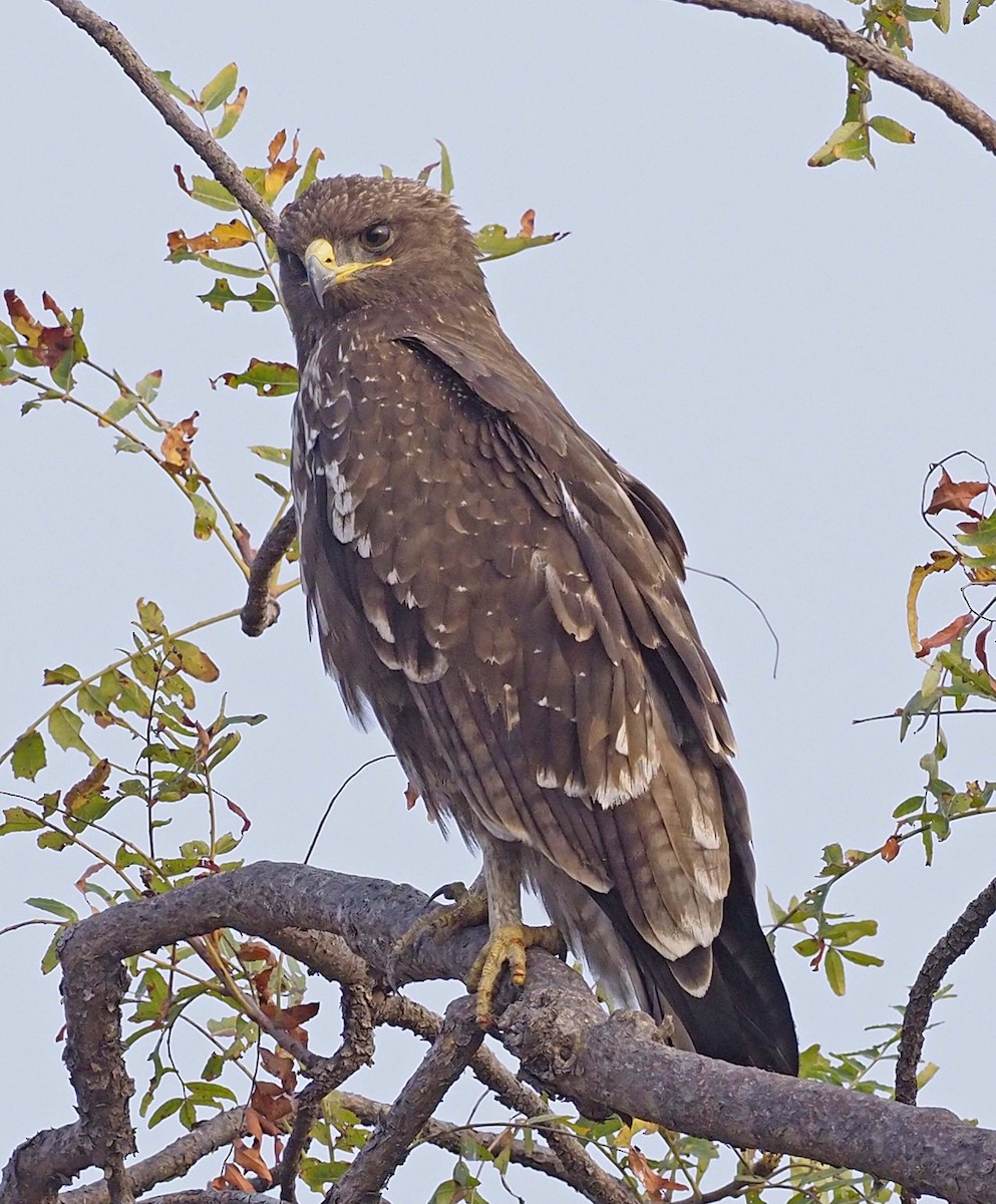 Indian Spotted Eagle - ML620455554