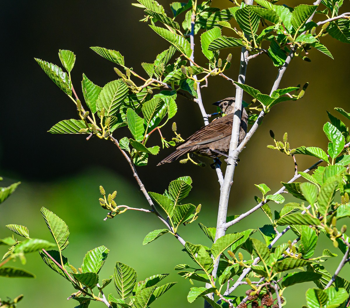 Brown-headed Cowbird - ML620455564