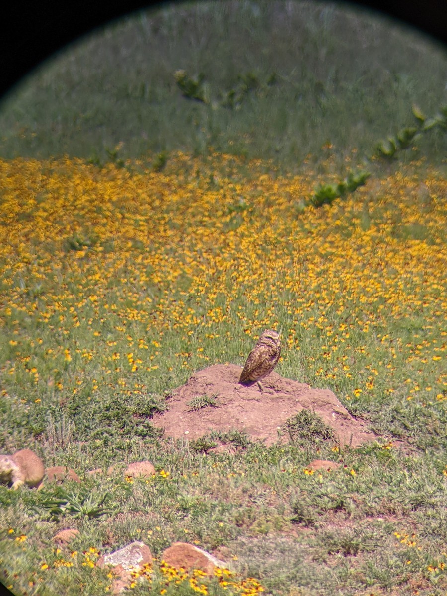 Burrowing Owl - ML620455566