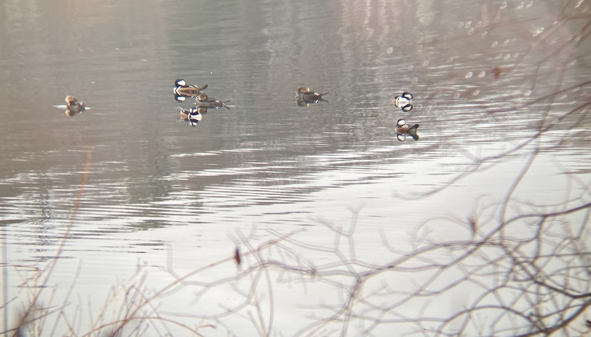 Hooded Merganser - ML620455569