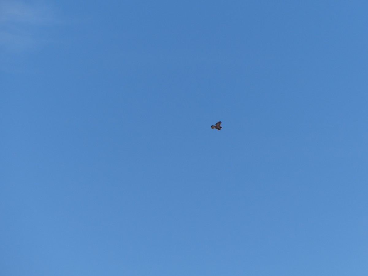 Red-tailed Hawk (Harlan's) - Gus van Vliet