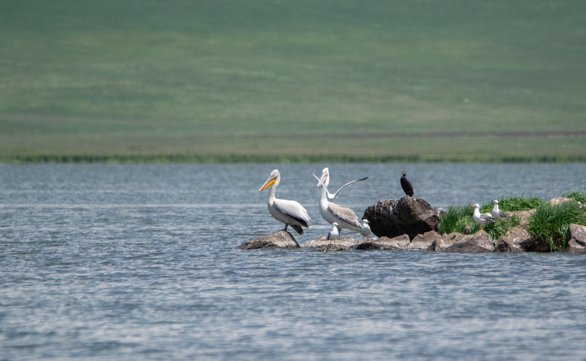 Dalmatian Pelican - ML620455577