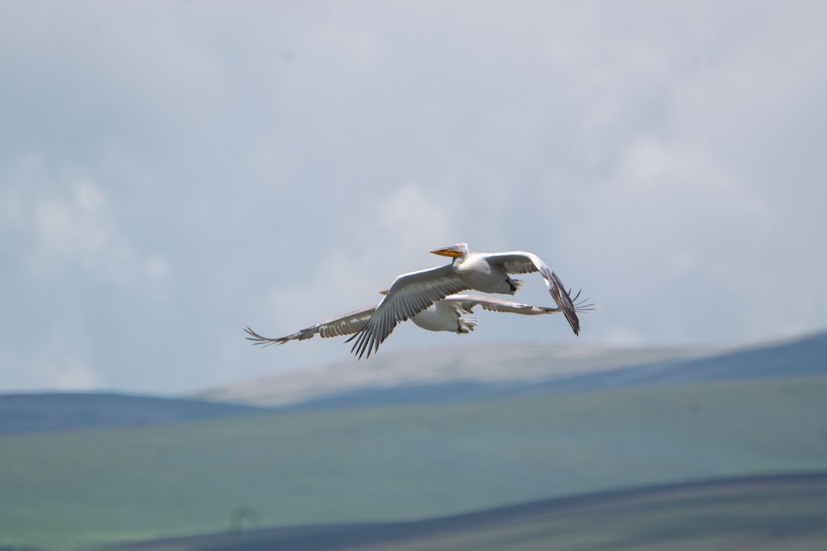 pelikán kadeřavý - ML620455578
