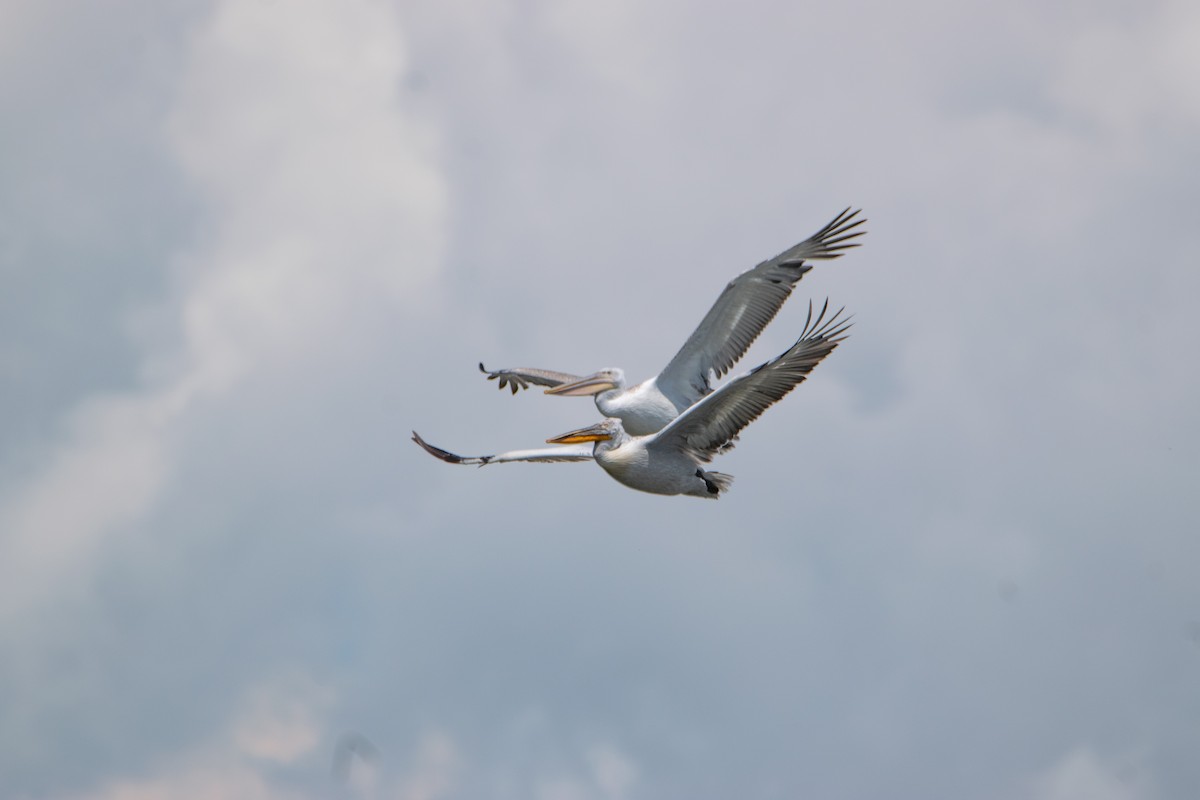 pelikán kadeřavý - ML620455579