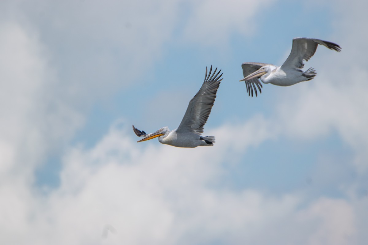 Dalmatian Pelican - ML620455580