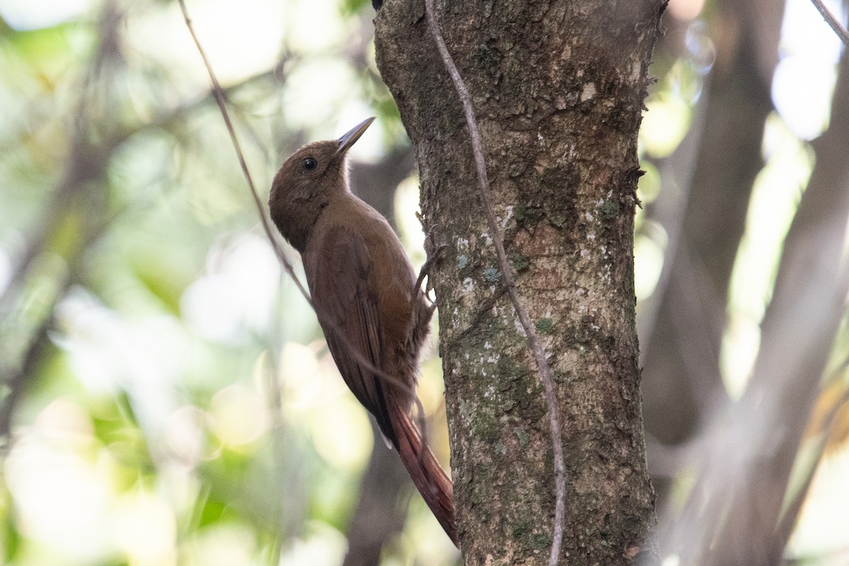 Plain-winged Woodcreeper - ML620455583