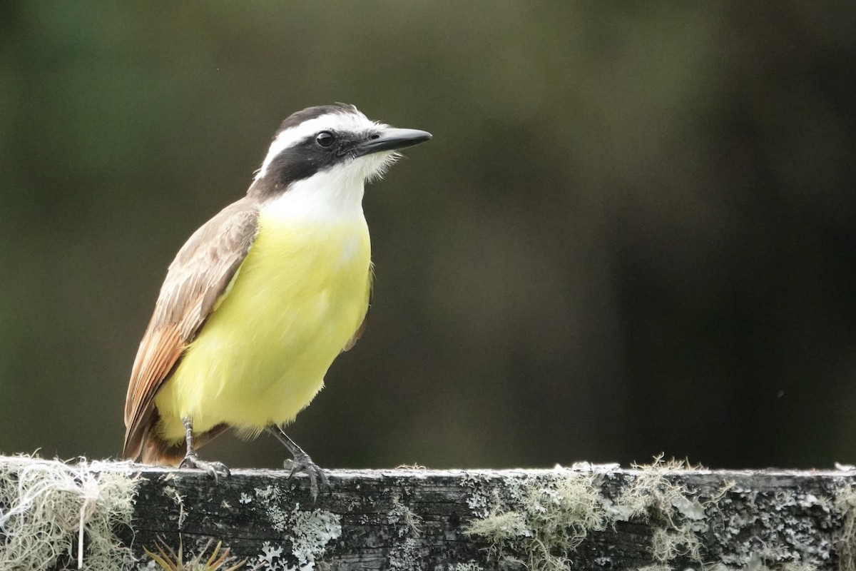 Great Kiskadee - ML620455588