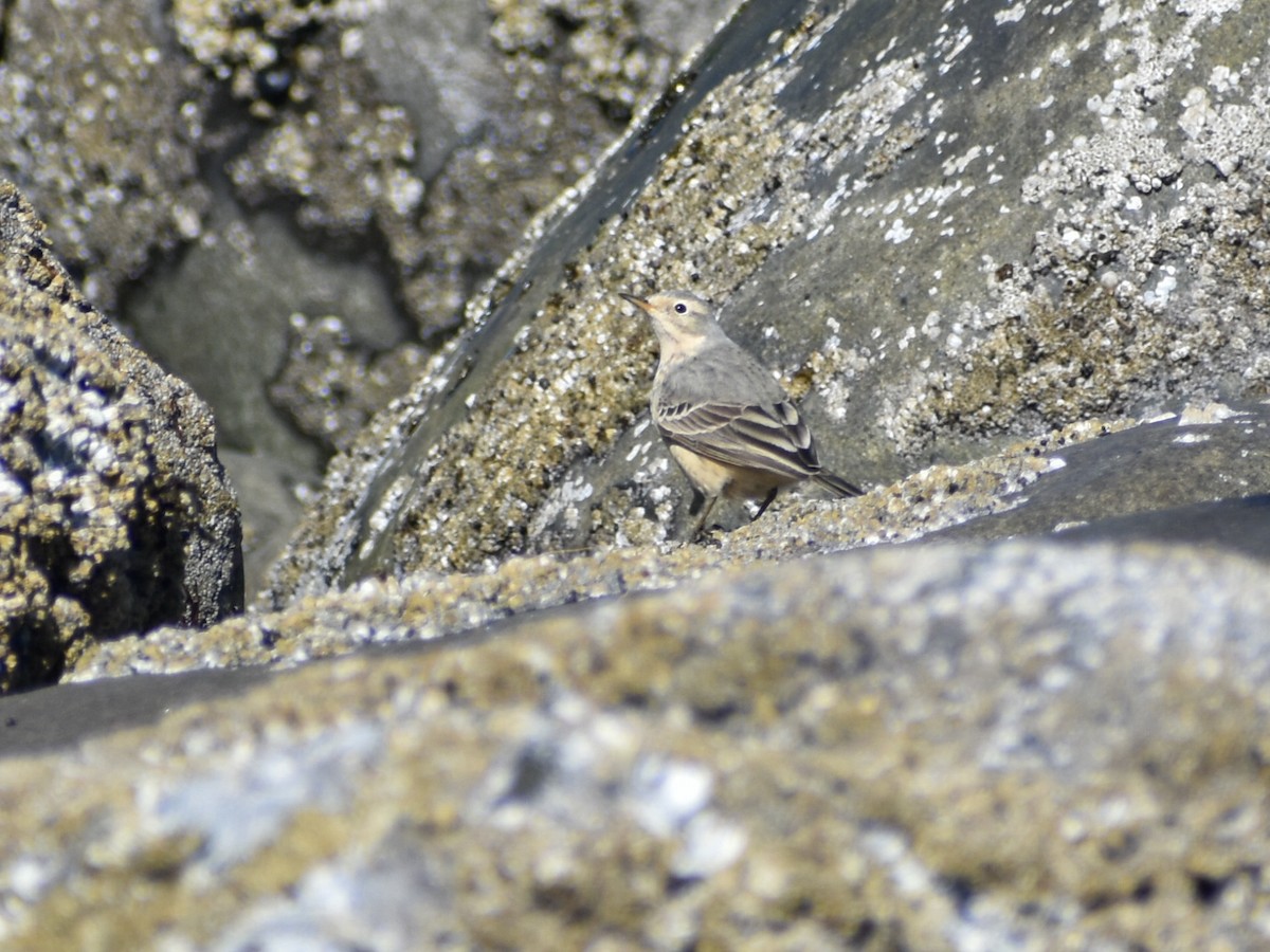 American Pipit - ML620455593