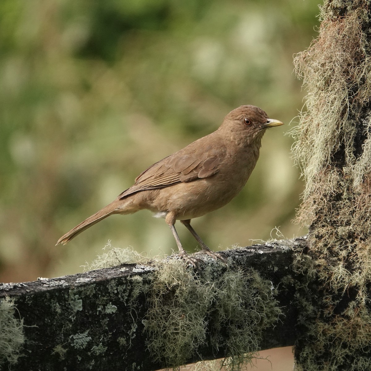 Clay-colored Thrush - ML620455594