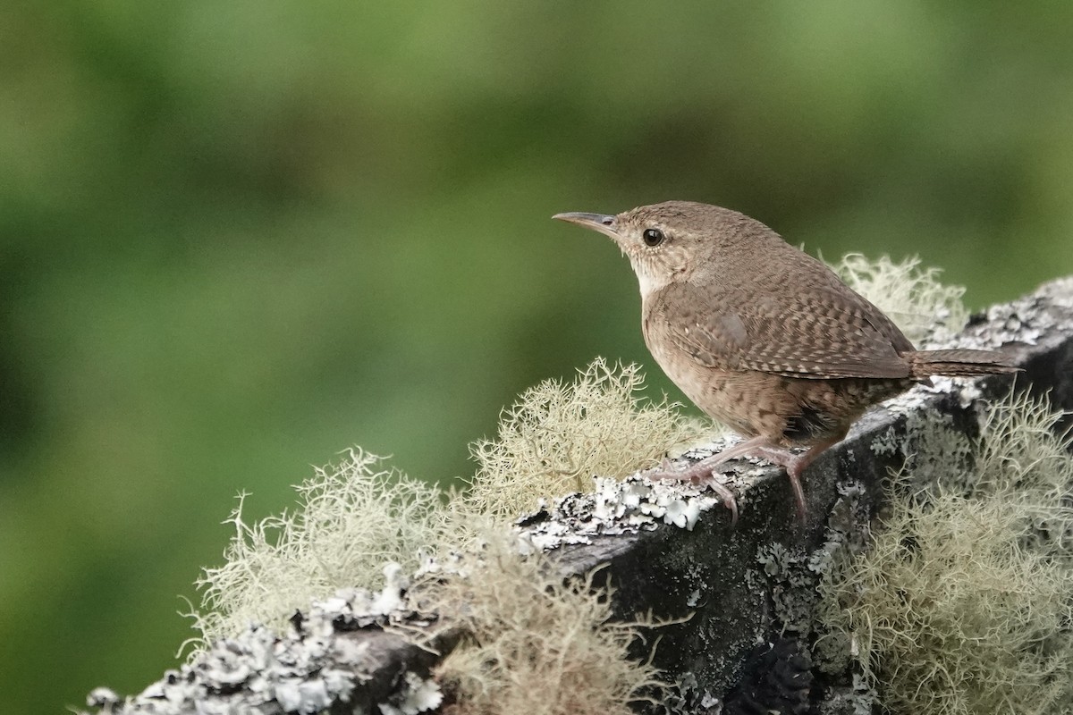 House Wren - ML620455596