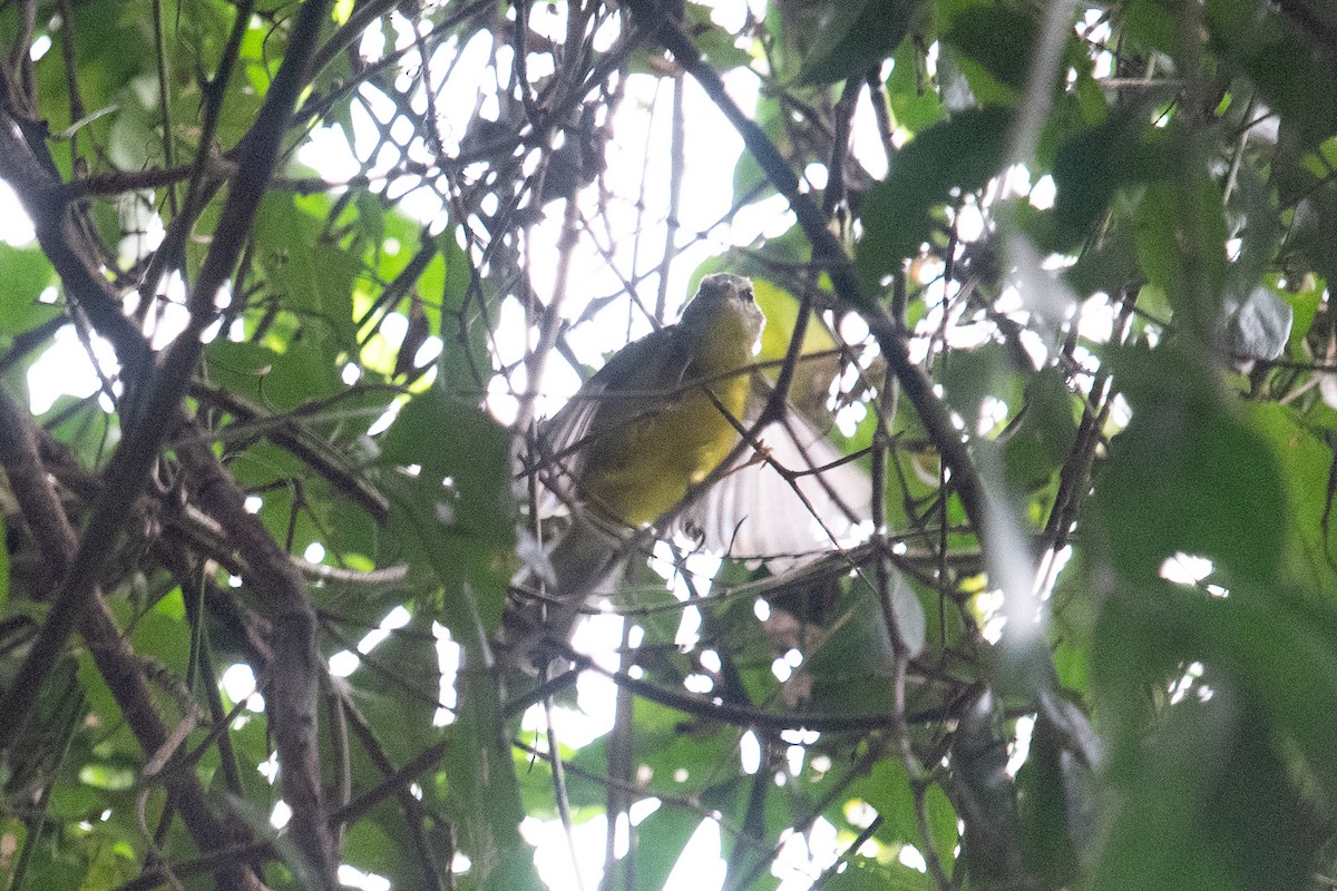 Golden-crowned Warbler - ML620455598