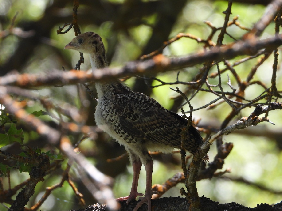 Guajolote Gallipavo - ML620455605