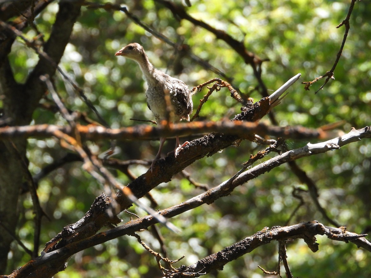 Guajolote Gallipavo - ML620455606