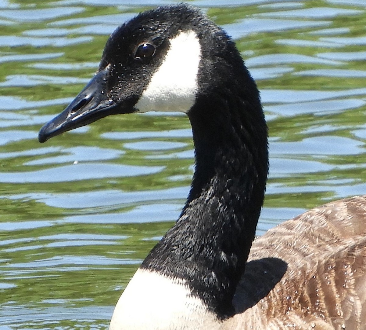 Canada Goose - ML620455607