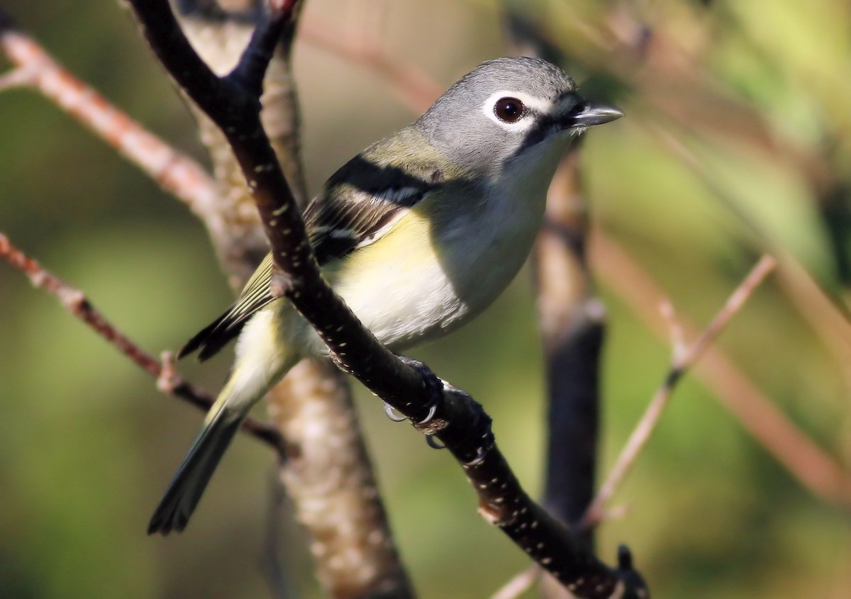 Blue-headed Vireo - Keith Lowe